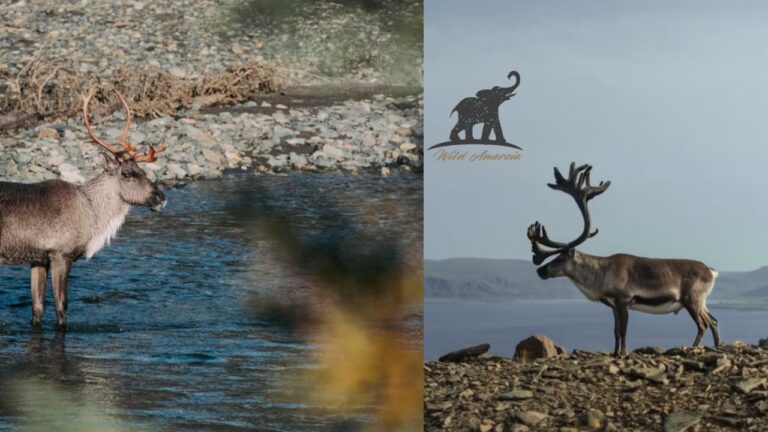 Reindeer vs Caribou What's the Difference