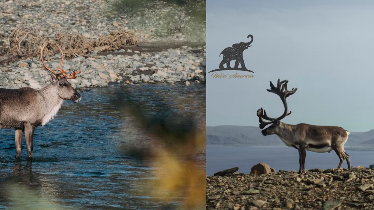 Reindeer vs Caribou What's the Difference