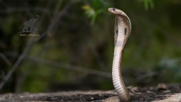 Snakes Activity & Safety Seasonal Patterns and Identification