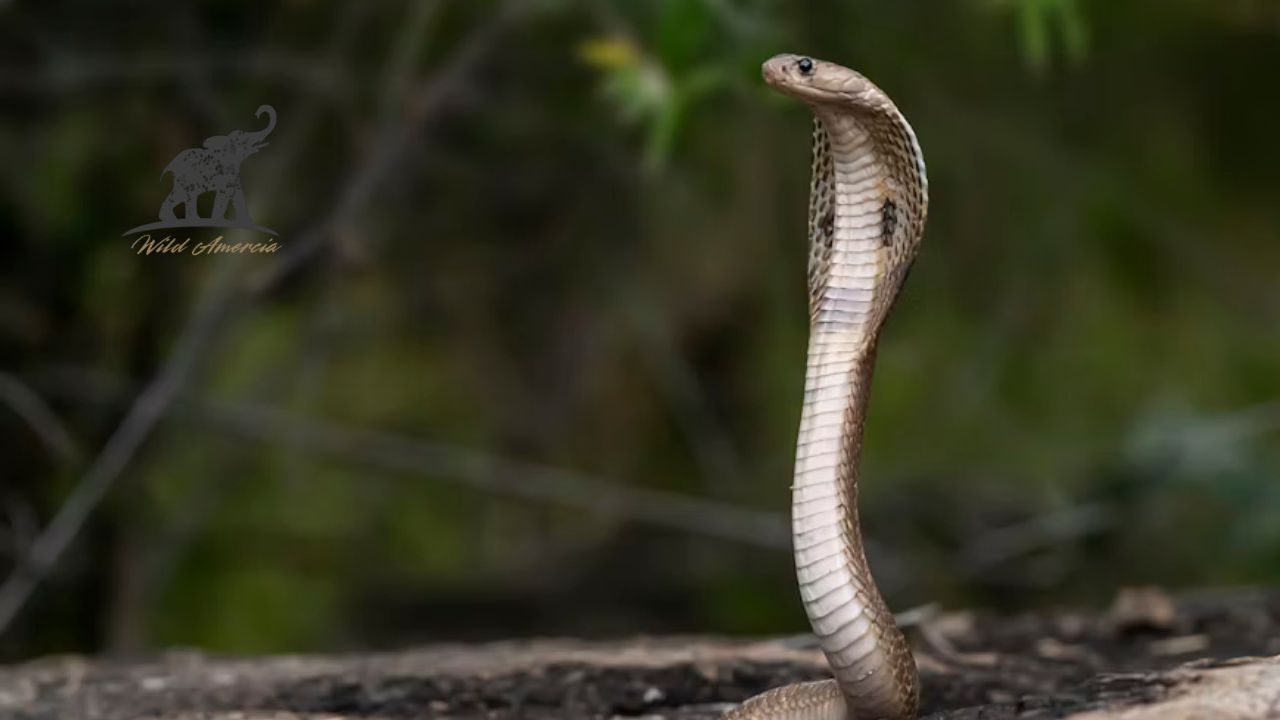Snakes Activity & Safety Seasonal Patterns and Identification