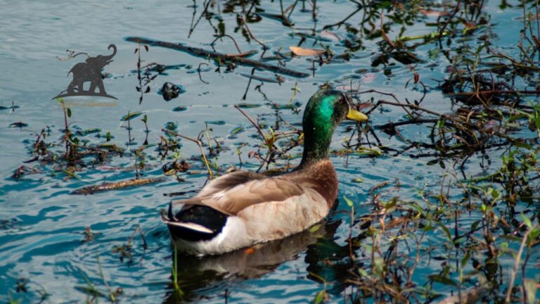 The Green Duck Nature’s Emerald Jewel