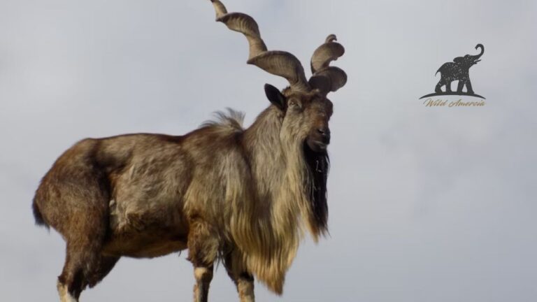 The Majestic Bukharan Markhor A Story of Survival