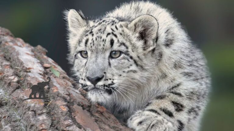 The Ultimate Guide to the Baby Snow Leopard