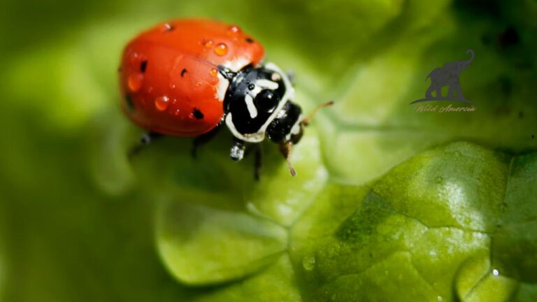 What Eats Ladybugs