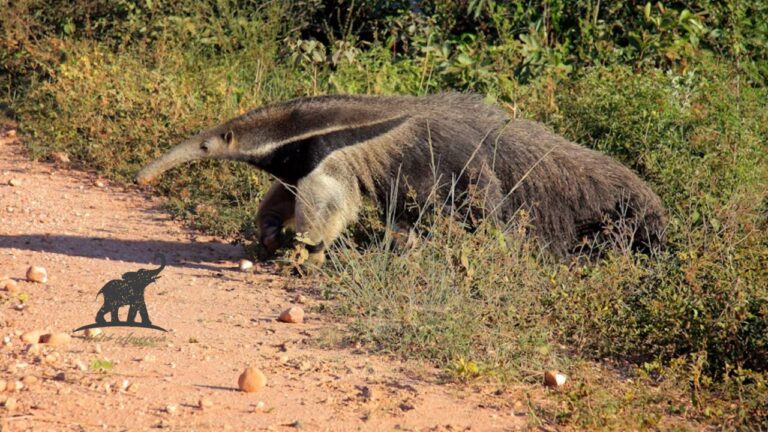 Why an Anteater Cute Appearance Captivates Us A Deep Dive