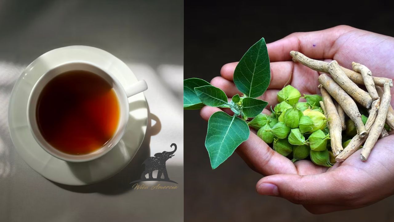Ashwagandha Tea Benefits, Side Effects, and How to Make It at Home