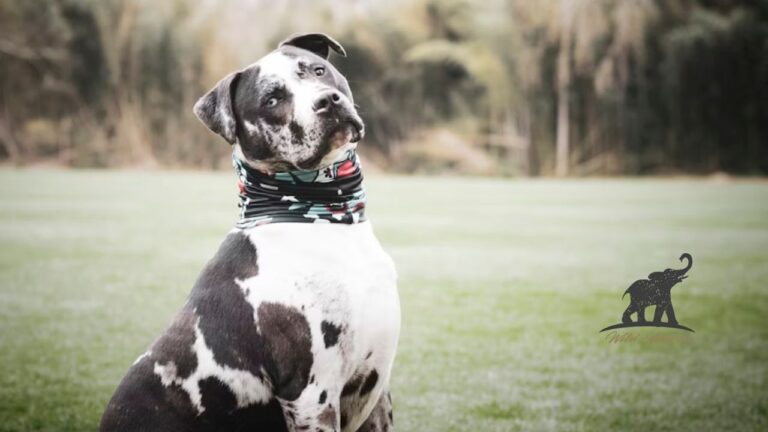 Brindle Pitbull The Ultimate Guide to the Striped Companion