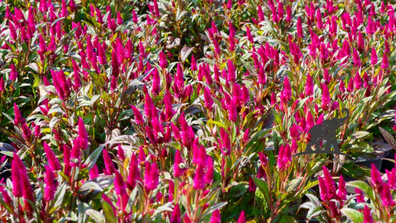 Celosia The Vibrant Flame Flower Your Garden Needs