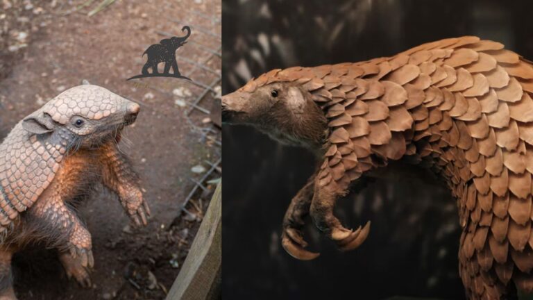Pangolin vs Armadillo Nature's Armored Oddities