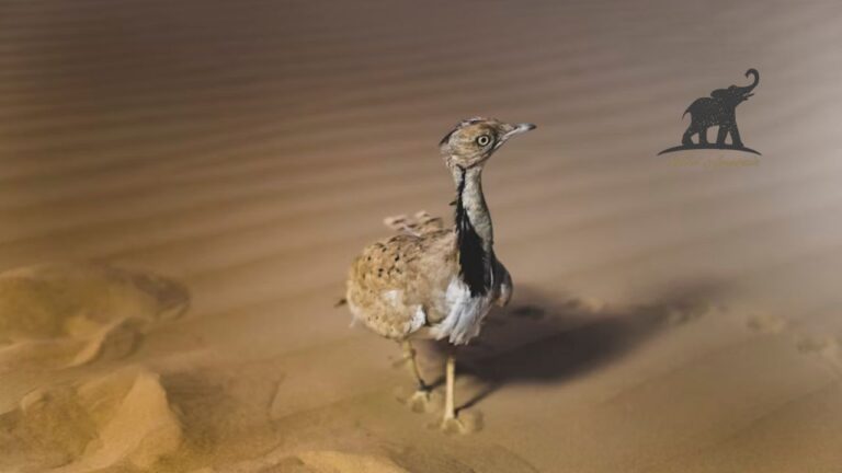 The Enigmatic Houbara Bird Desert Ghost or Royal Prey