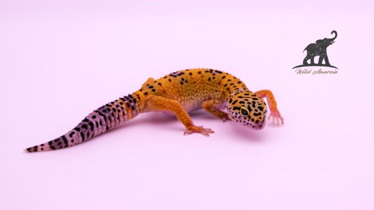 The Fascinating World of Colored Leopard Geckos