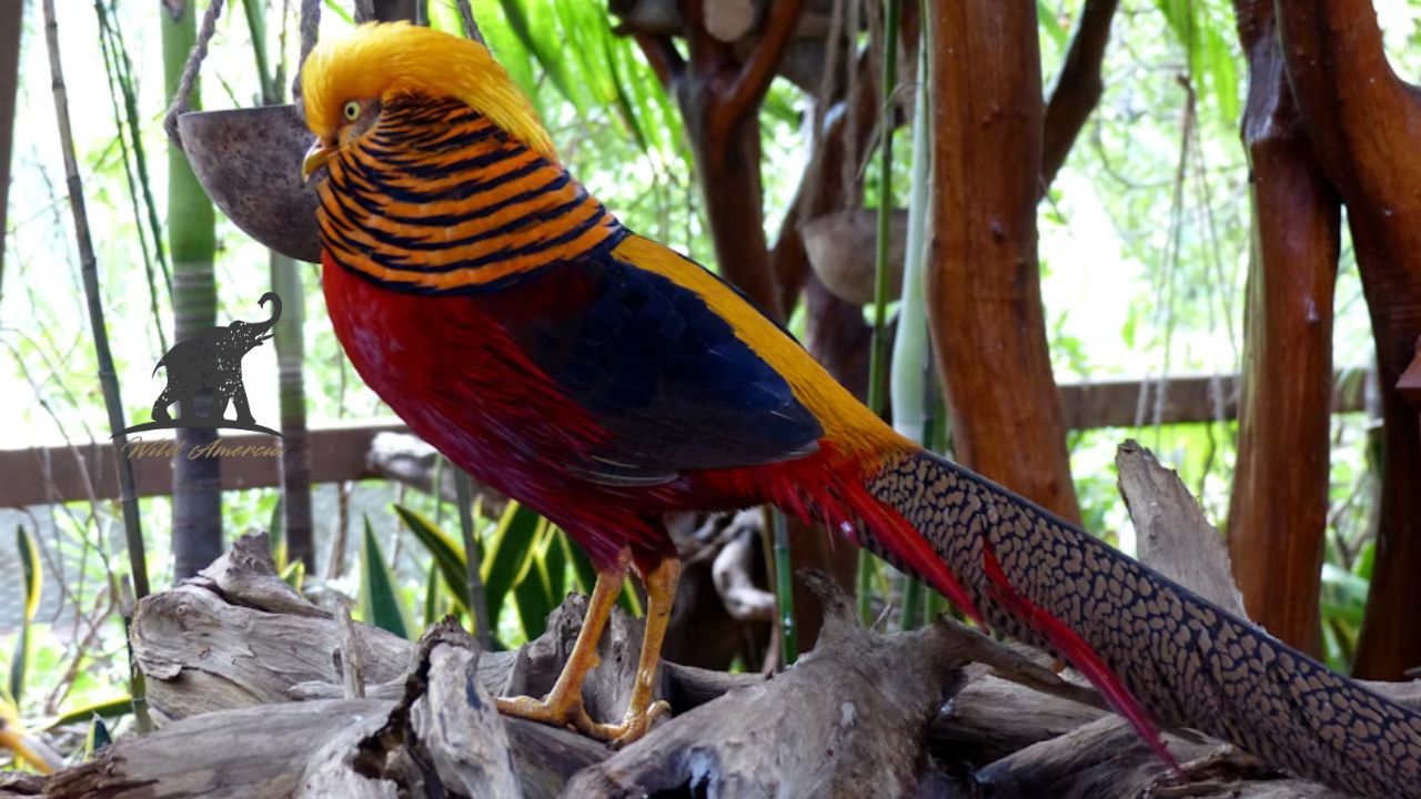 The Golden Pheasant Nature's Fiery Masterpiece