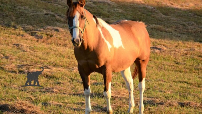 The Majestic Clydesdale Horse A Gentle Giant's Story